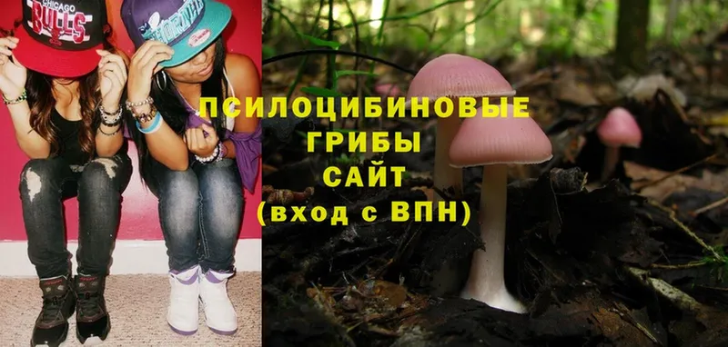 Галлюциногенные грибы Psilocybe  закладка  Дубна 